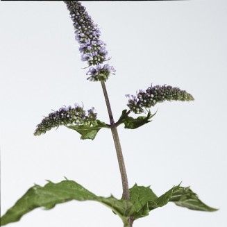 Burberry Mr. Burberry Indigo Eau De Toilette 100ML