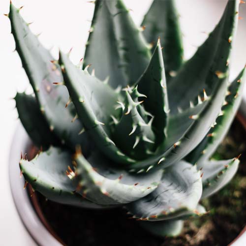 Aloe vera: a cosa serve e perché la troviamo nei cosmetici?